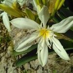 Pancratium illyricum flower picture by bas yves (cc-by-sa)