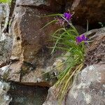 Tradescantia virginiana habit picture by Bruce Winter (cc-by-sa)