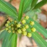 Asclepias nivea flower picture by Trap Hers (cc-by-sa)