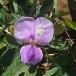 Vigna frutescens flower picture by susan brown (cc-by-sa)