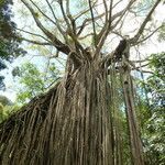 Ficus virens habit picture by Daniel Barthelemy (cc-by-sa)