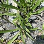 Tolpis staticifolia leaf picture by Jacques Zuber (cc-by-sa)