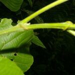 Conceveiba pleiostemona leaf picture by Nelson Zamora Villalobos (cc-by-nc)