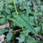 Hieracium sabaudum leaf picture by Mallol Camprubí Albert (cc-by-sa)