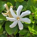 Gardenia taitensis flower picture by Christina Mortimer (cc-by-sa)