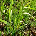 Elymus caninus habit picture by Andrzej Konstantynowicz (cc-by-sa)