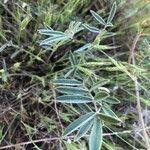 Onobrychis humilis leaf picture by Diego Alex (cc-by-sa)