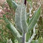 Verbascum pulverulentum leaf picture by Campoamor Ramon (cc-by-sa)