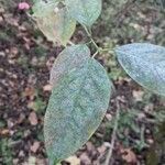 Euonymus atropurpureus leaf picture by Casey Harmon (cc-by-sa)