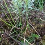 Euphorbia characias habit picture by momo (cc-by-sa)