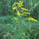 Solidago canadensis habit picture by zio_dave (cc-by-sa)