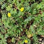 Tribulus terrestris habit picture by Acosta García Isabel (cc-by-sa)