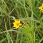 Coreopsis palmata flower picture by sherry gray (cc-by-sa)