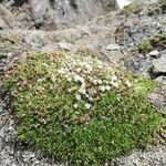 Arenaria biflora habit picture by Sergio costantini (cc-by-sa)