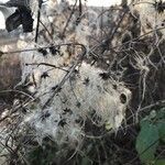 Clematis vitalba habit picture by johann m (cc-by-sa)