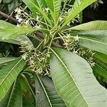 Alstonia macrophylla flower picture by Hawken Fox (cc-by-sa)