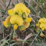 Crotalaria retusa habit picture by Dieter Albrecht (cc-by-sa)
