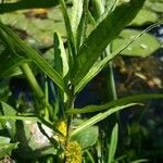 Lysimachia thyrsiflora habit picture by Georg Lanzl (cc-by-sa)
