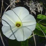 Ipomoea imperati flower picture by Renato Lima (cc-by-sa)