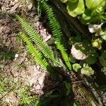 Blechnum spicant leaf picture by suarez (cc-by-sa)