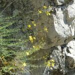 Hypericum coris habit picture by francois tissot (cc-by-sa)