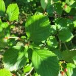 Crataegus persimilis leaf picture by Richard Wideman (cc-by-sa)