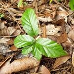 Rubus flagellaris leaf picture by Jon Webb (cc-by-sa)