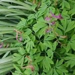 Corydalis solida leaf picture by Nadine Houizot (cc-by-sa)
