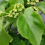 Cissus verticillata leaf picture by pedrogc -- (cc-by-sa)
