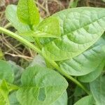 Basella alba leaf picture by Konan Etienne yao (cc-by-sa)