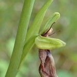 Ophrys insectifera habit picture by Yoan MARTIN (cc-by-sa)