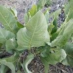 Balsamorhiza sagittata leaf picture by Samuel Rivera (cc-by-sa)