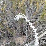 Dudleya pulverulenta flower picture by Henry Broeska (cc-by-sa)