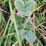Vicia narbonensis leaf picture by Arch Stanton (cc-by-sa)