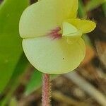 Macrotyloma uniflorum flower picture by susan brown (cc-by-sa)