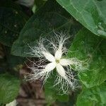 Trichosanthes dioica flower picture by Sudhanshu Kumar (cc-by-sa)