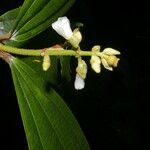 Conostegia lasiopoda flower picture by Nelson Zamora Villalobos (cc-by-nc)