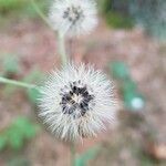 Hieracium murorum fruit picture by Georg Lanzl (cc-by-sa)