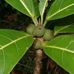 Ficus obtusifolia fruit picture by Nelson Zamora Villalobos (cc-by-nc)
