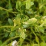 Bacopa monnieri leaf picture by Rajendra Rajendra Choure (cc-by-sa)
