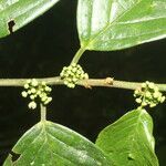Colubrina spinosa leaf picture by Nelson Zamora Villalobos (cc-by-nc)