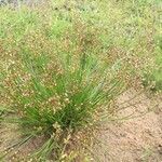 Juncus acutiflorus habit picture by Arthur Ulmann (cc-by-sa)