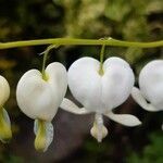 Lamprocapnos spectabilis flower picture by Jan S. (cc-by-sa)