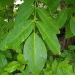 Juglans regia leaf picture by jerem90 (cc-by-sa)