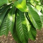 Pouteria sapota leaf picture by Natem Atuk (cc-by-sa)