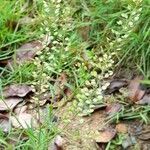 Lepidium virginicum habit picture by Trap Hers (cc-by-sa)