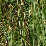 Carex brizoides fruit picture by Alexander Baransky (cc-by-sa)