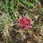 Astragalus incanus flower picture by Salvador Baselga Gimeno (cc-by-sa)