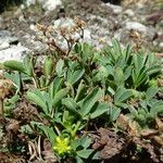 Sibbaldia procumbens habit picture by Fabien Anthelme (cc-by-sa)