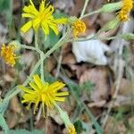 Hieracium prenanthoides flower picture by Jean-Marie Frenoux (cc-by-sa)